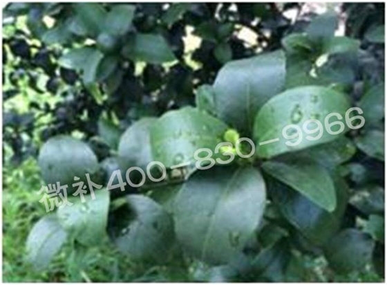 柑橘春梢弱，難抽發(fā)，到底是什么原因？