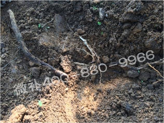 柑橘春梢弱，難抽發(fā)，到底是什么原因？