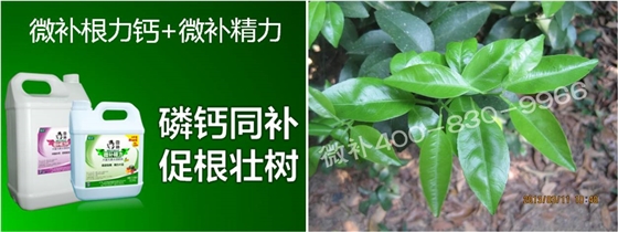 柑橘春梢弱，難抽發(fā)，到底是什么原因？