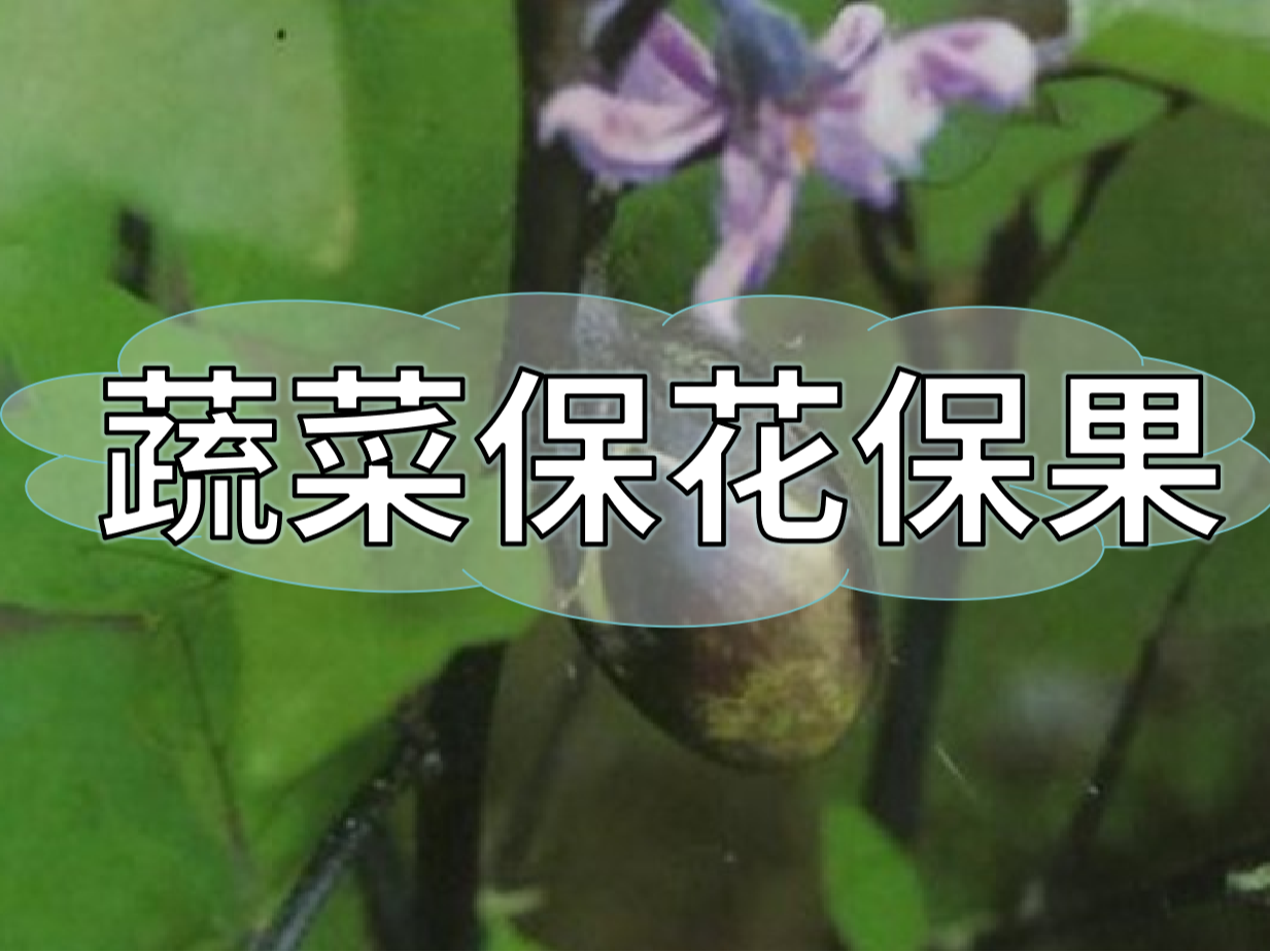 蔬菜高溫花少坐果少，一套方案促花保果