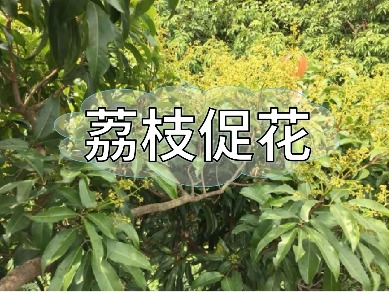荔枝控梢期，做好促花工作，來年高產(chǎn)有基礎(chǔ)