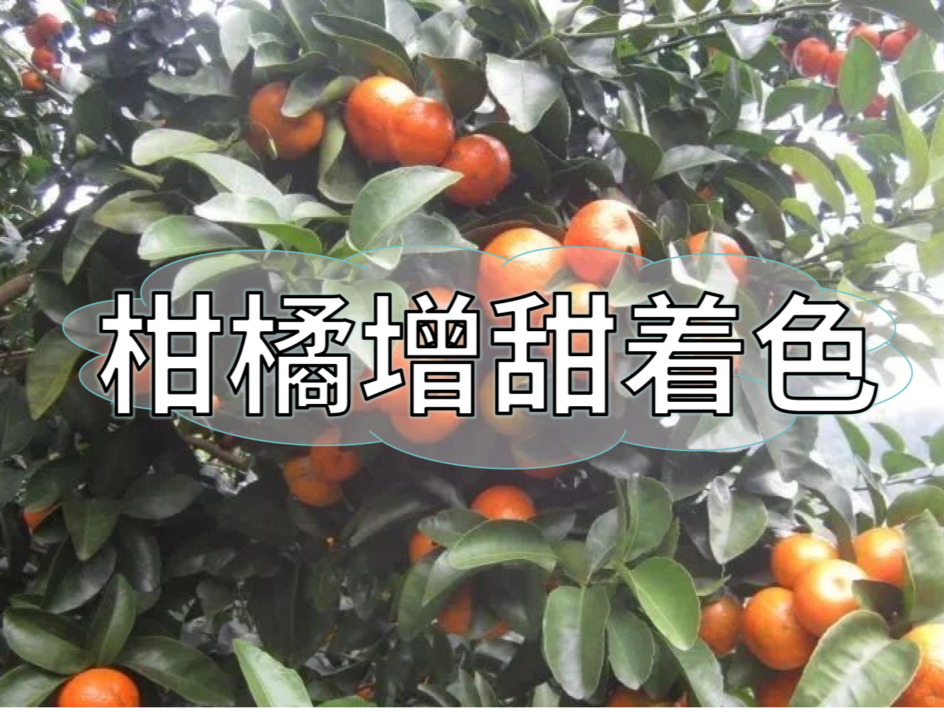 柑橘增甜和轉(zhuǎn)色，到底和什么有關(guān)