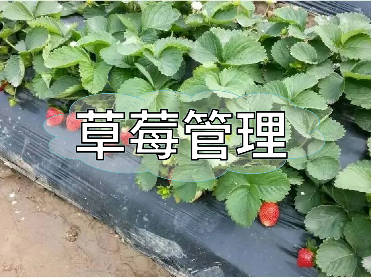 草莓這樣管理種出品質(zhì)果