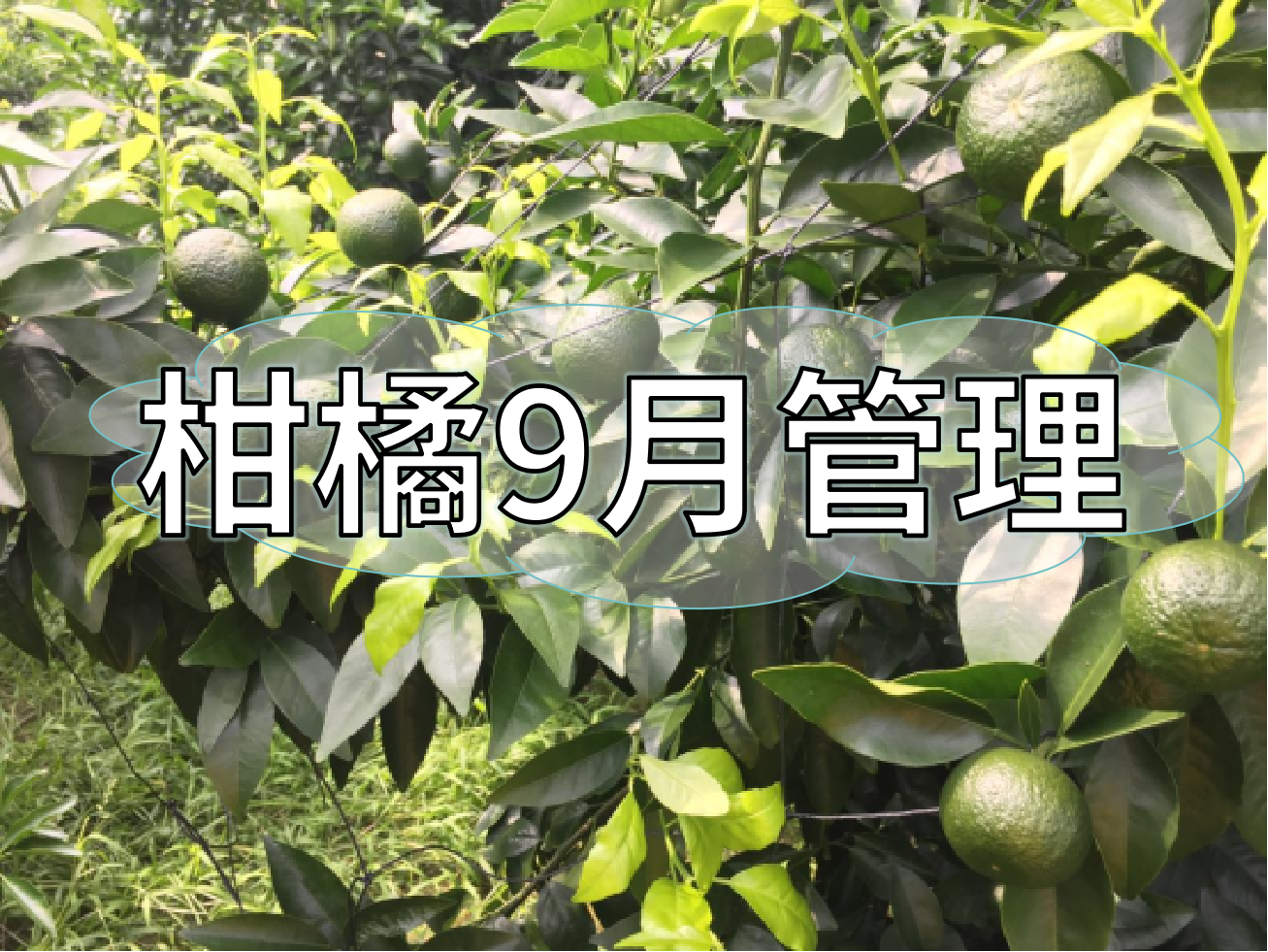 9月柑橘著色、秋梢老熟、促花、防落防裂如何平衡？