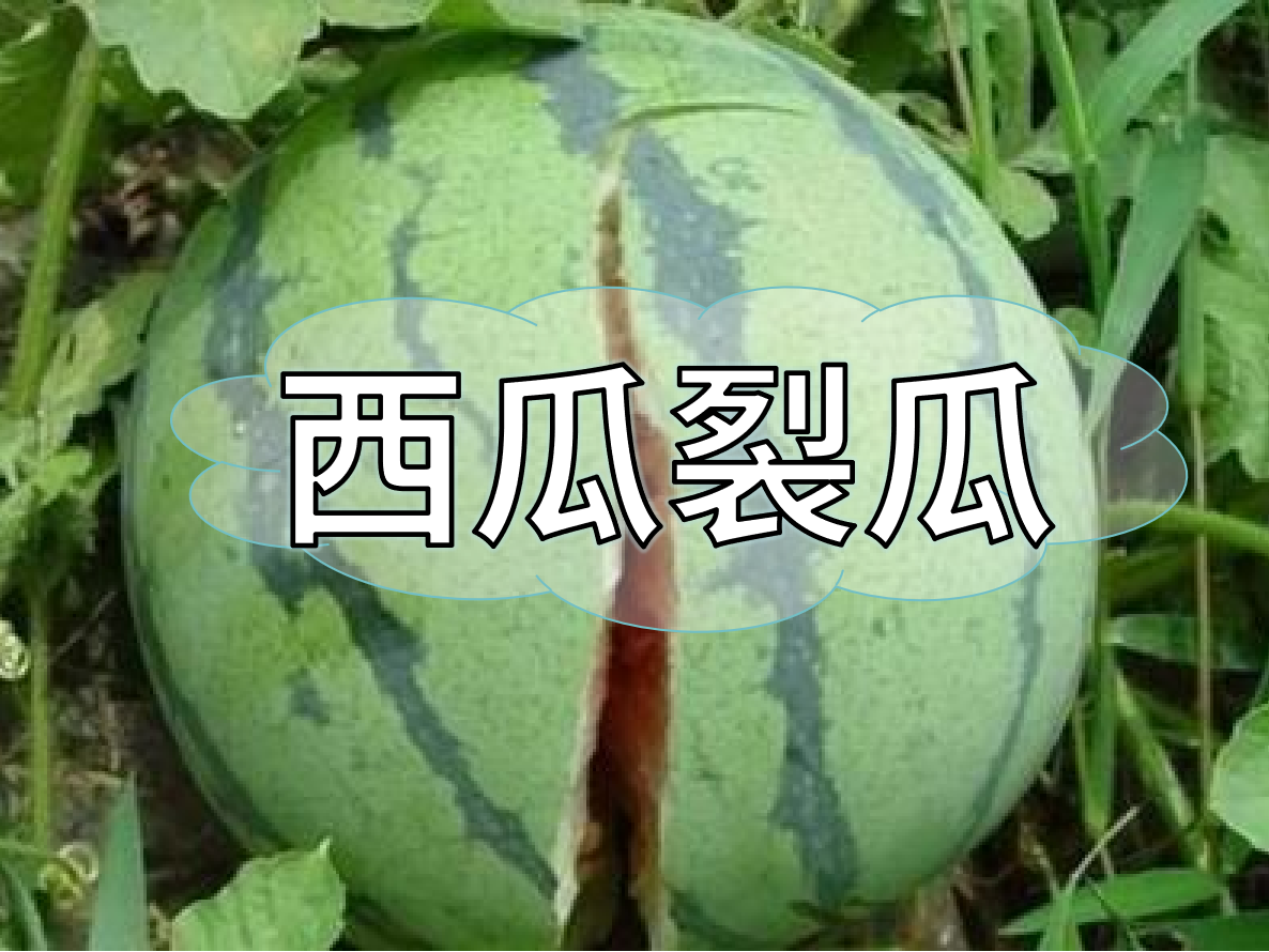 西瓜裂瓜致低產(chǎn)，這樣做，輕松解決問題！
