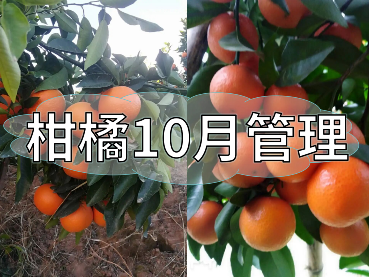 柑橘10月管理指南，助力品質(zhì)柑橘