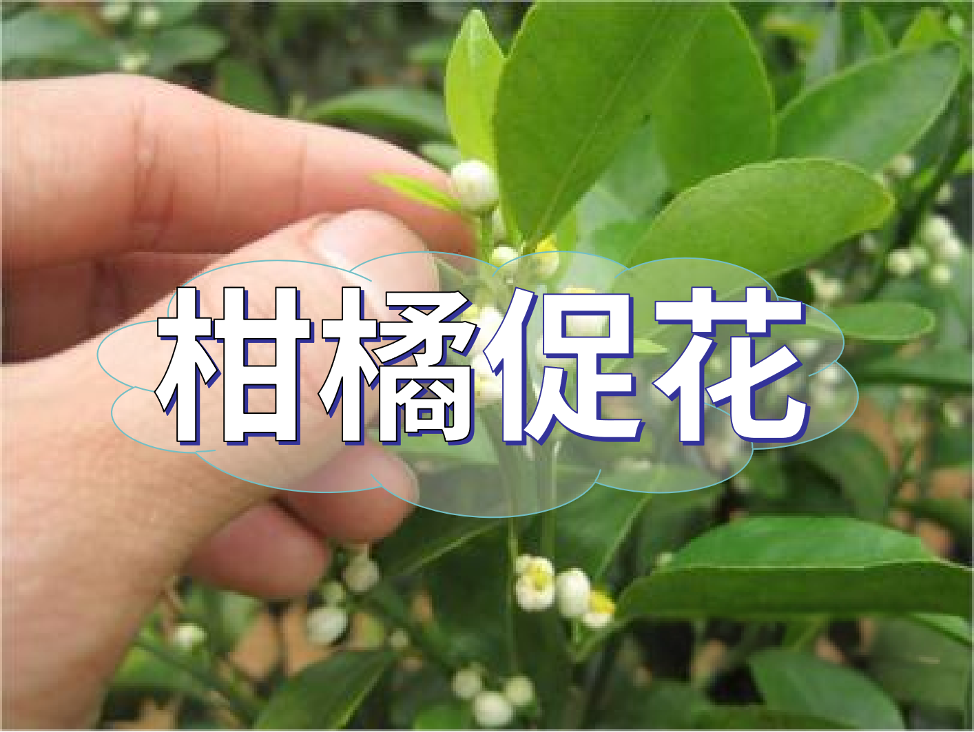 到了<i style='color:red'>柑橘秋梢</i>期，什么時候促花？