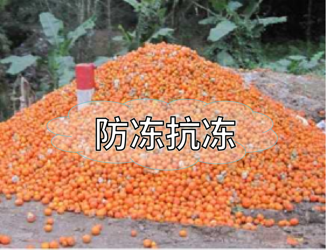 抗凍營養(yǎng)提前積累，今年抗凍不愁