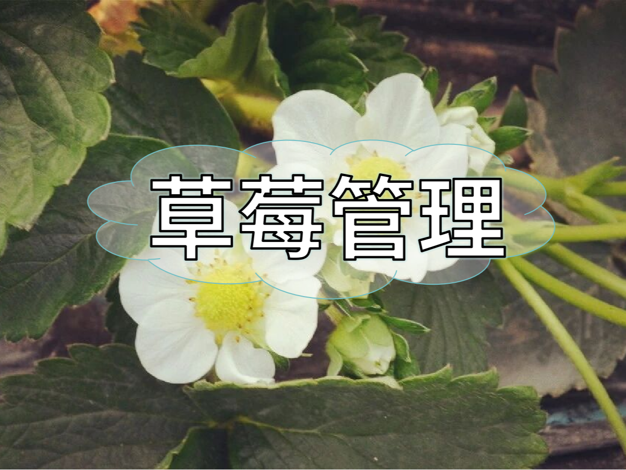 草莓這些做好，優(yōu)產(chǎn)增收不愁！