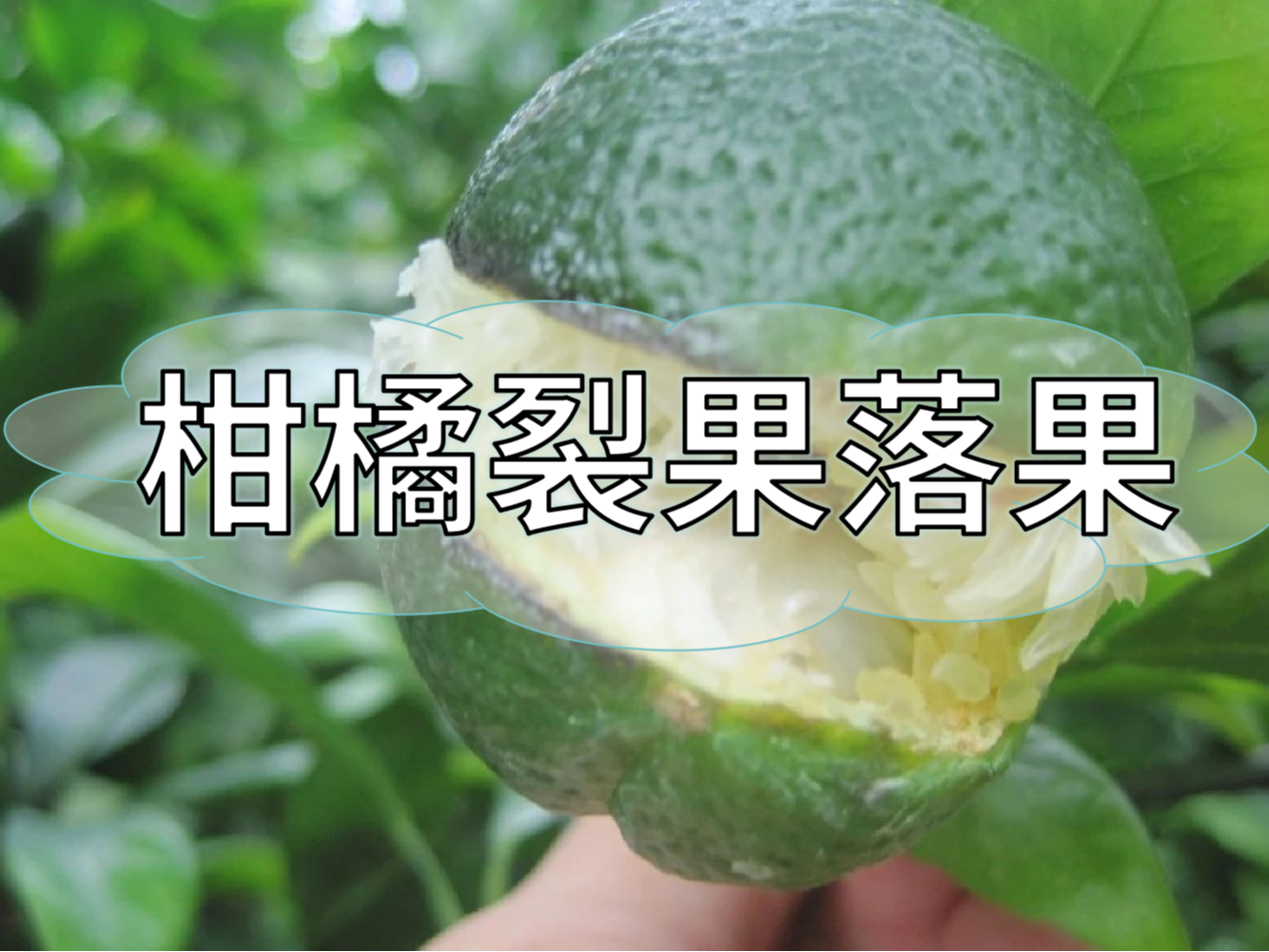 柑橘膨果提質(zhì)期，防裂果防落果秘籍先收好