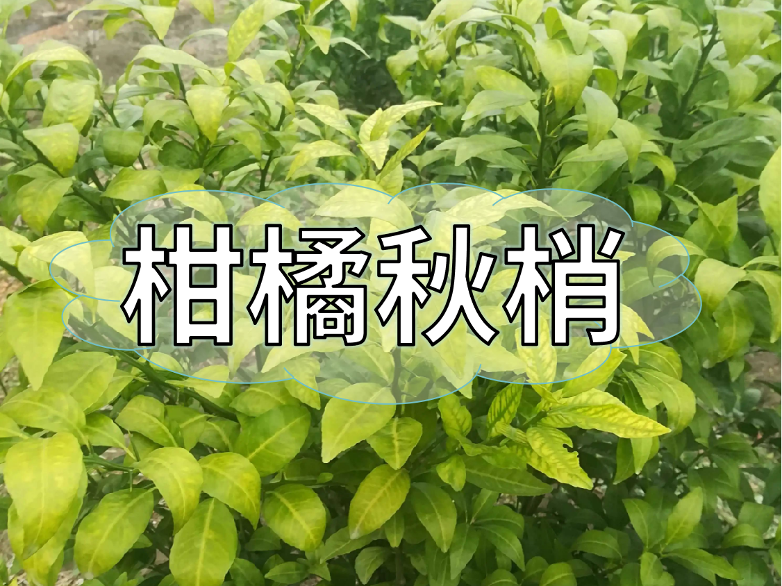 柑橘秋梢健壯老熟快，簡單有效的操作方法