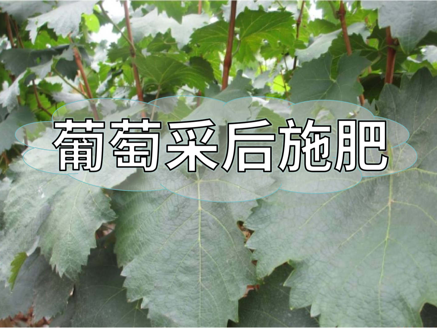 高產(chǎn)葡萄園采后如何施肥？