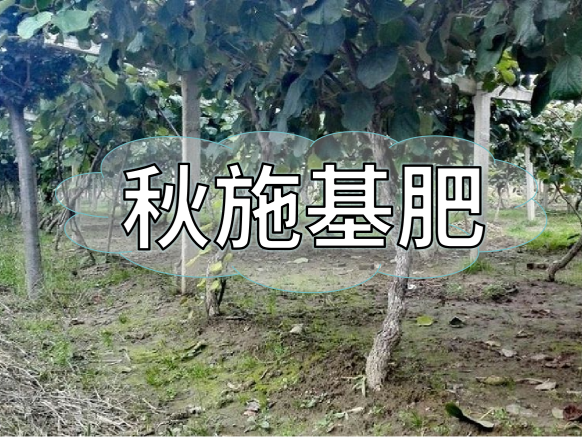 果樹秋肥要補(bǔ)好更要補(bǔ)對！秋肥方案全附上