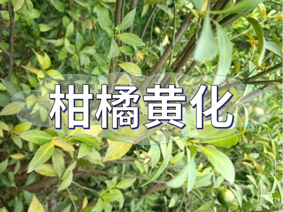 柑橘秋黃嚴(yán)重，秋梢難老熟，怎么解決？