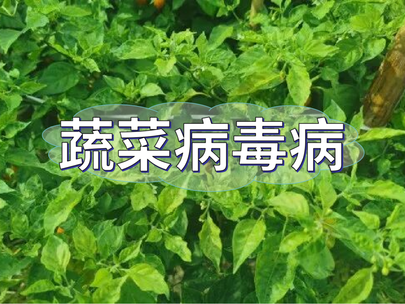 蔬菜病毒病大爆發(fā)，如何將危害降到最低