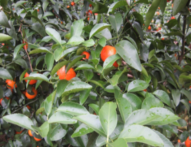 微補方案反饋|跟著農(nóng)友們管理，放優(yōu)質(zhì)秋梢并不難