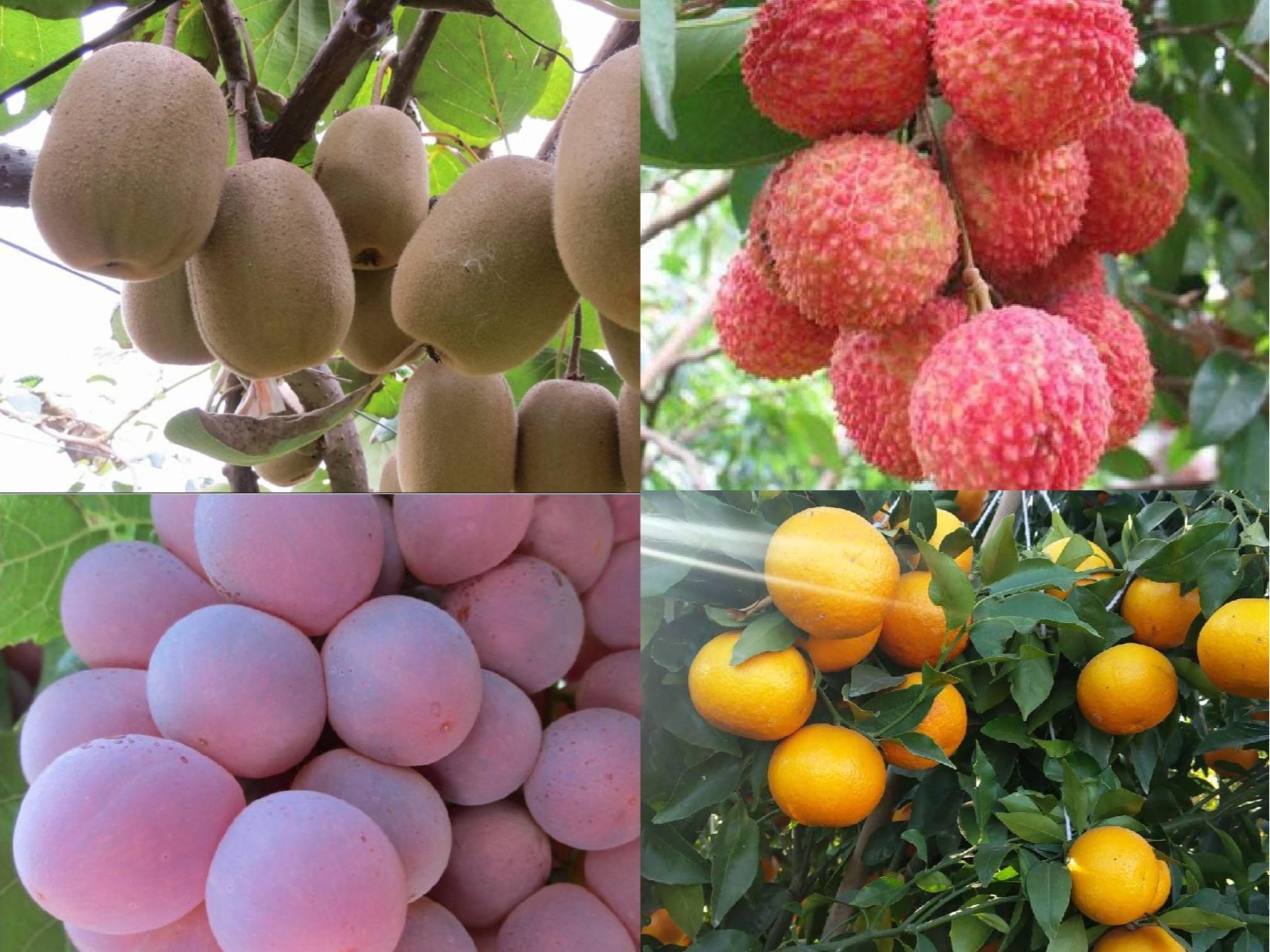 果樹(shù)補(bǔ)鈣全攻略：告別裂果爛果，種出優(yōu)質(zhì)好果