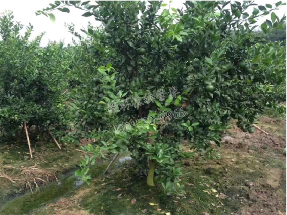 別人果園落果慘重，為何她的果園黃蒂落果少？