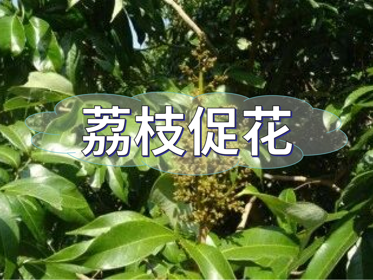 早熟荔枝，開(kāi)始促花啦！