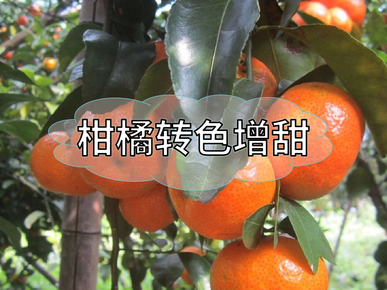 柑橘轉(zhuǎn)色增甜，這個(gè)方案簡單又好用