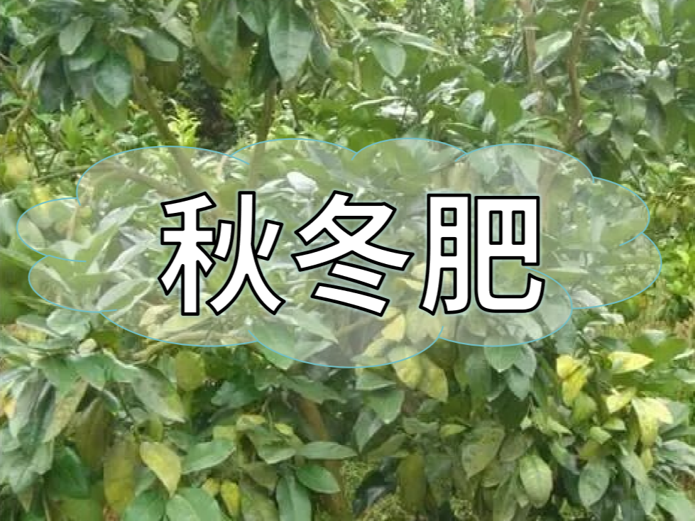 采后秋冬肥，有幾大問題需要農(nóng)戶朋友們注意