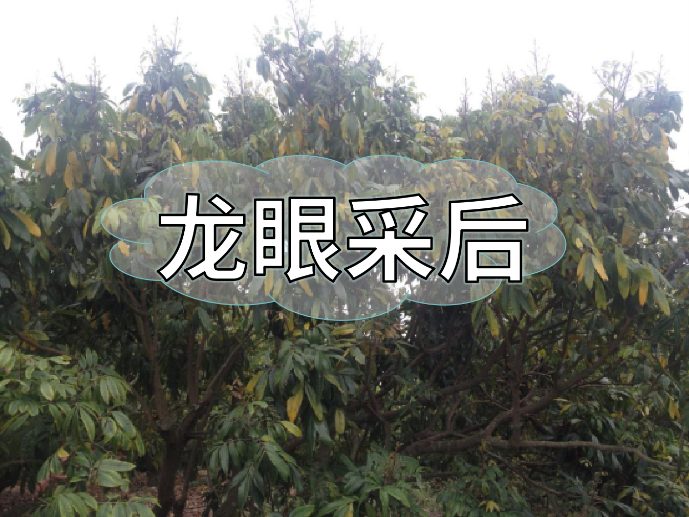 龍眼采摘后，做好保樹工作，預(yù)防大小年