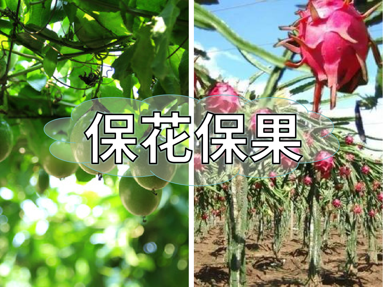 百香果、火龍果連續(xù)開(kāi)花坐果期促花保果怎么做？
