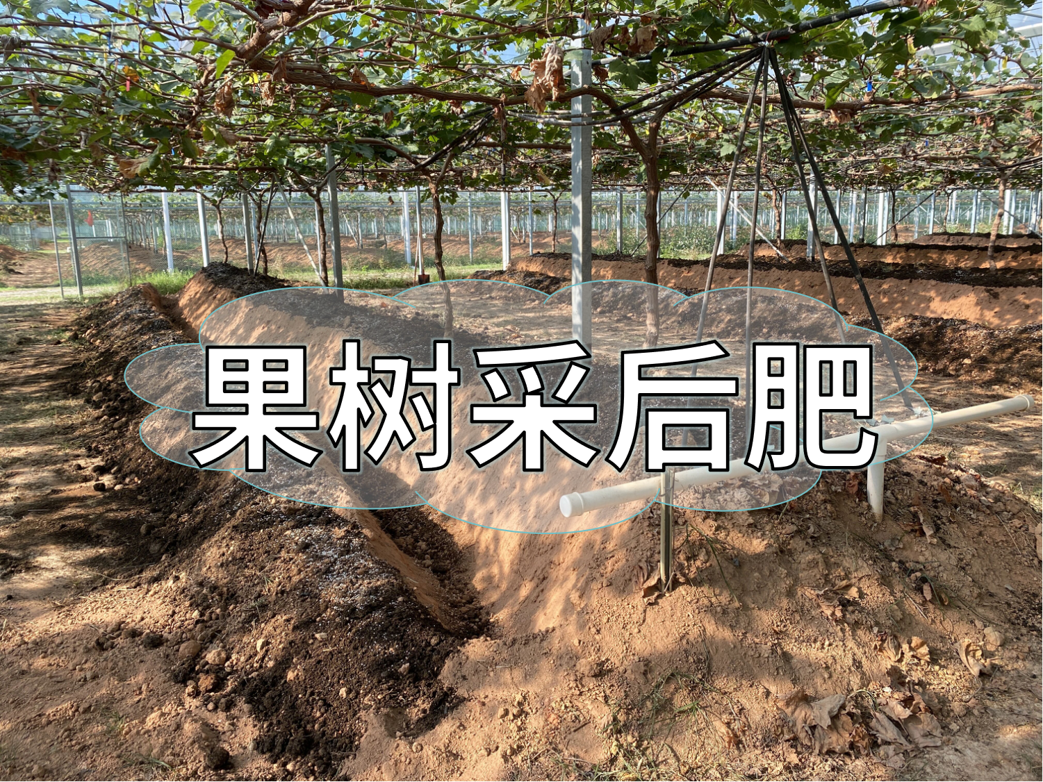 果樹采后肥這樣下，明年穩(wěn)產(chǎn)豐產(chǎn)