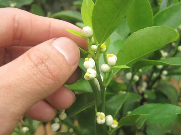沃柑茂谷柑來花多要疏花，促花工作就不做了，小心花多不壯