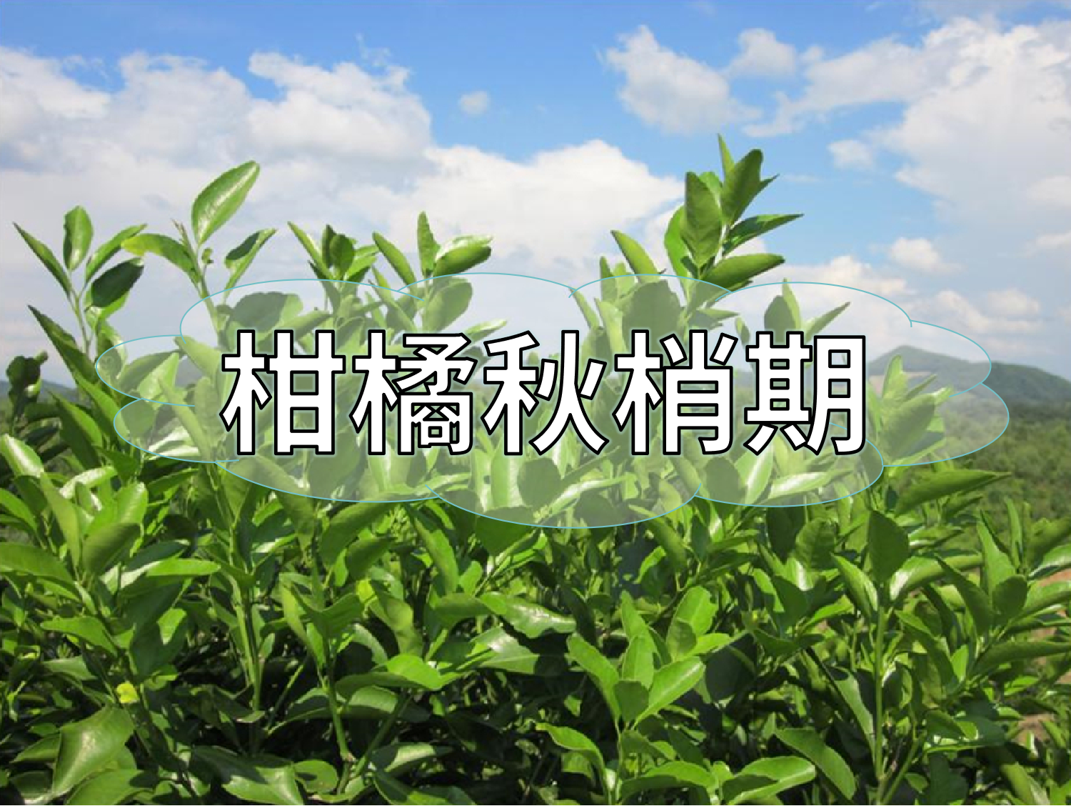柑橘放秋梢、膨果、促花如何同時進行？