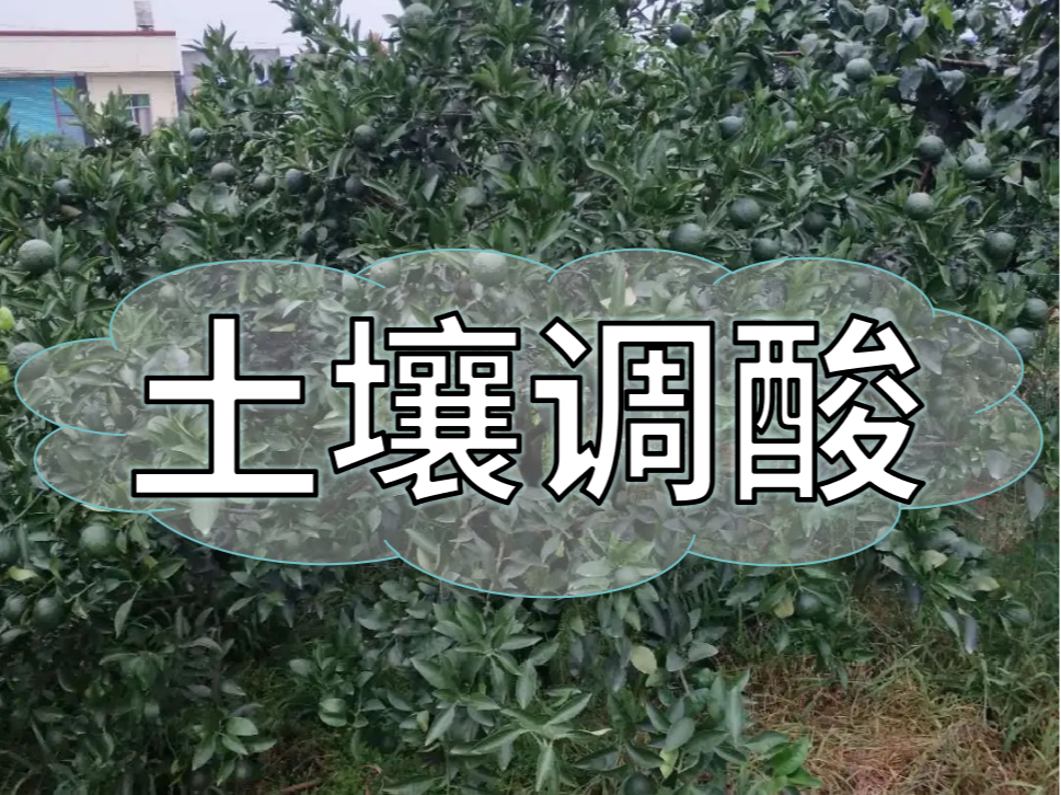 柑橘膨大期，土壤調(diào)酸與施膨果肥一樣重要