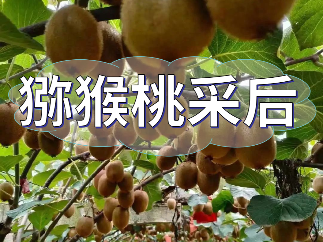 獼猴桃采后做好3點，來年繼續(xù)大豐收