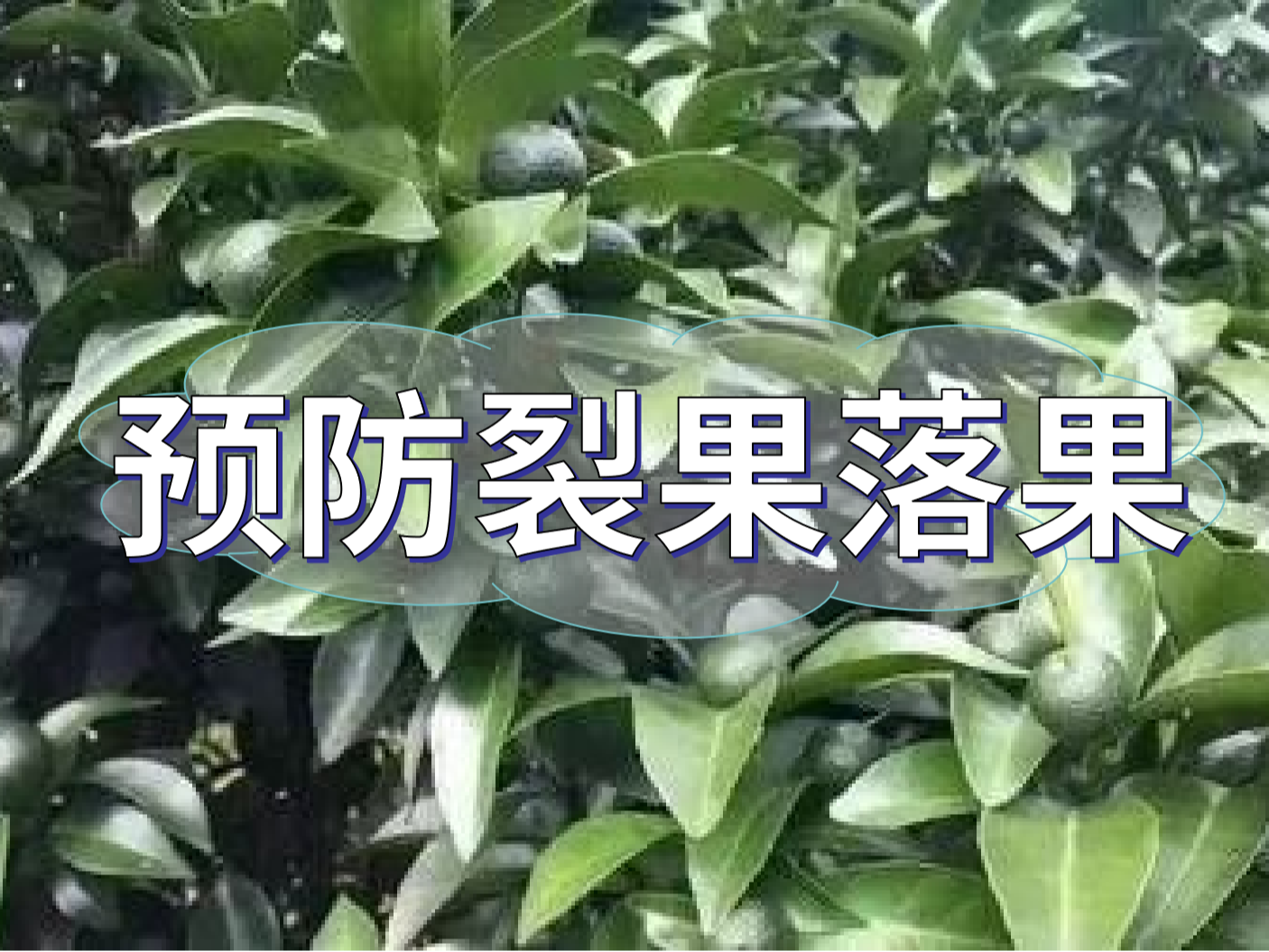 柑橘落果<i style='color:red'>裂果</i>高峰期，要先預(yù)防