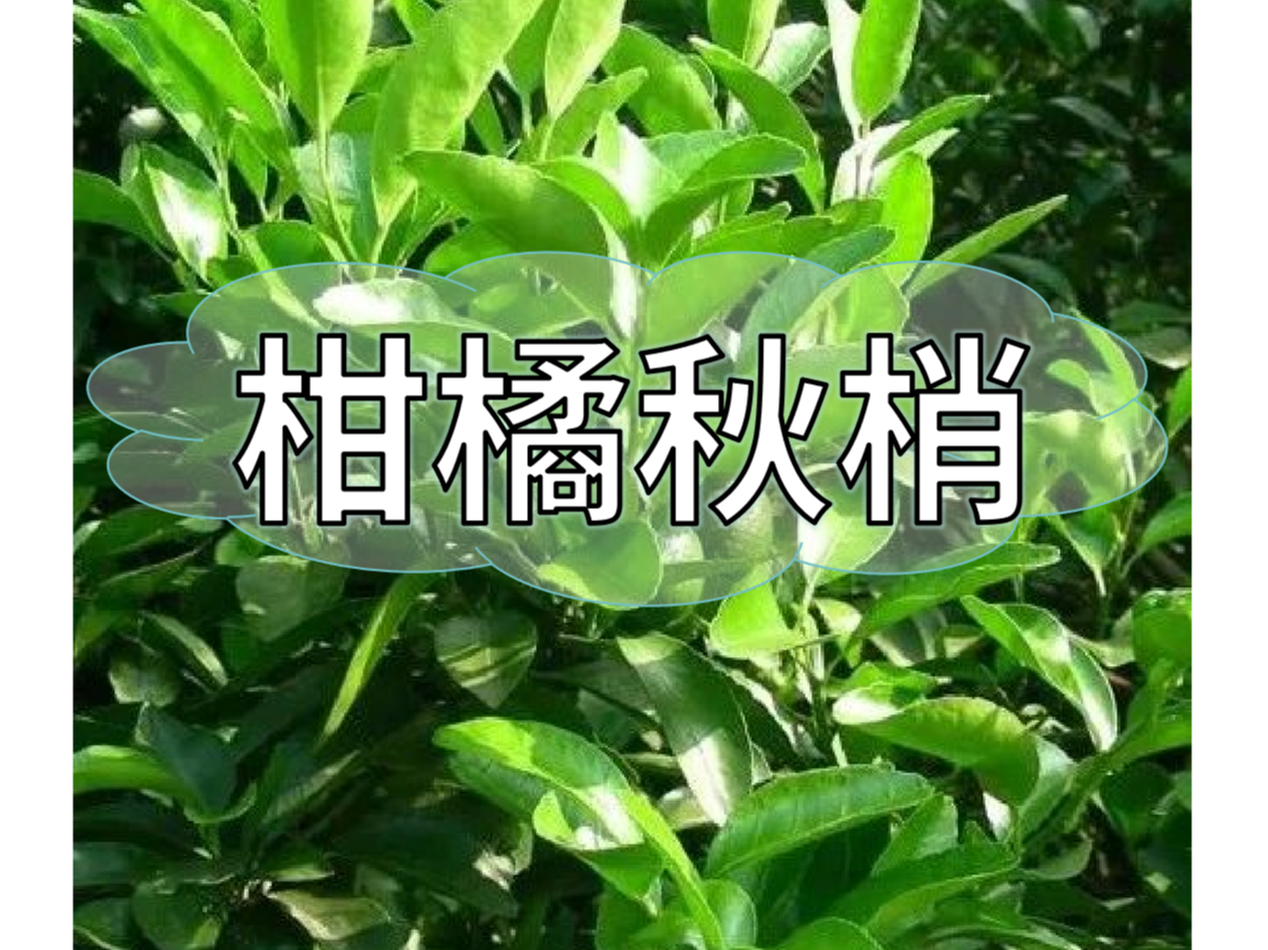 秋梢放不出怎么辦？如何放出健壯秋梢？