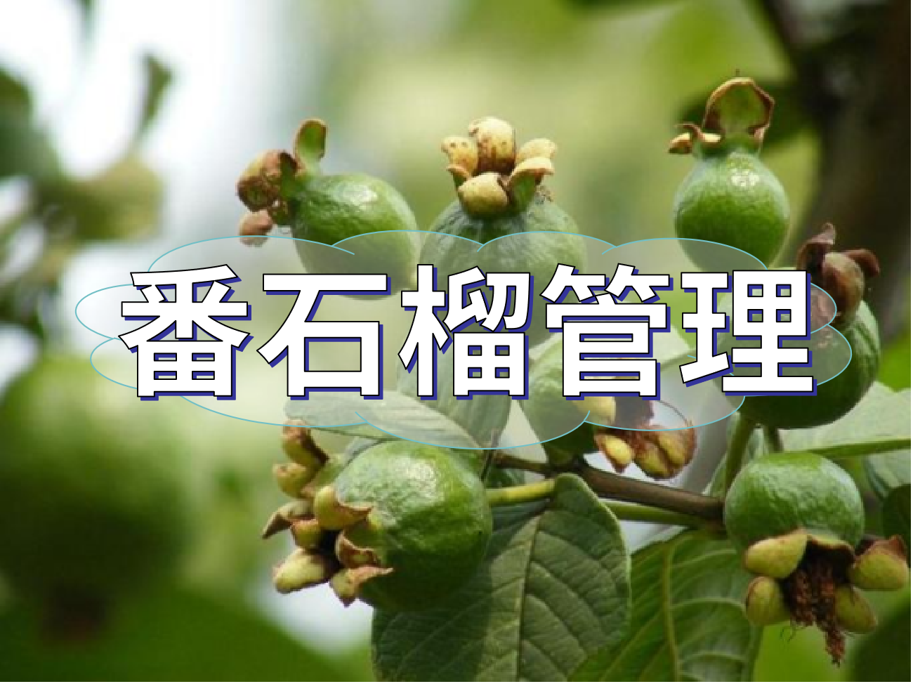 番石榴花少果少，連續(xù)開(kāi)花坐果期這套方案提高產(chǎn)量