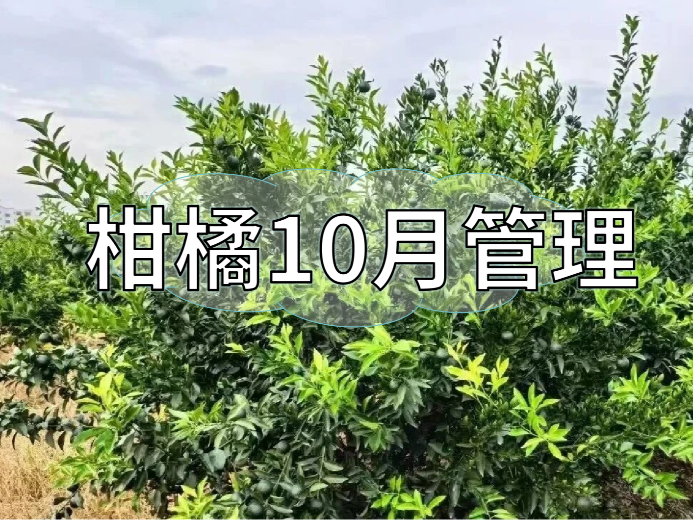 柑橘10月管理：秋梢老熟、促著色、促花芽分化