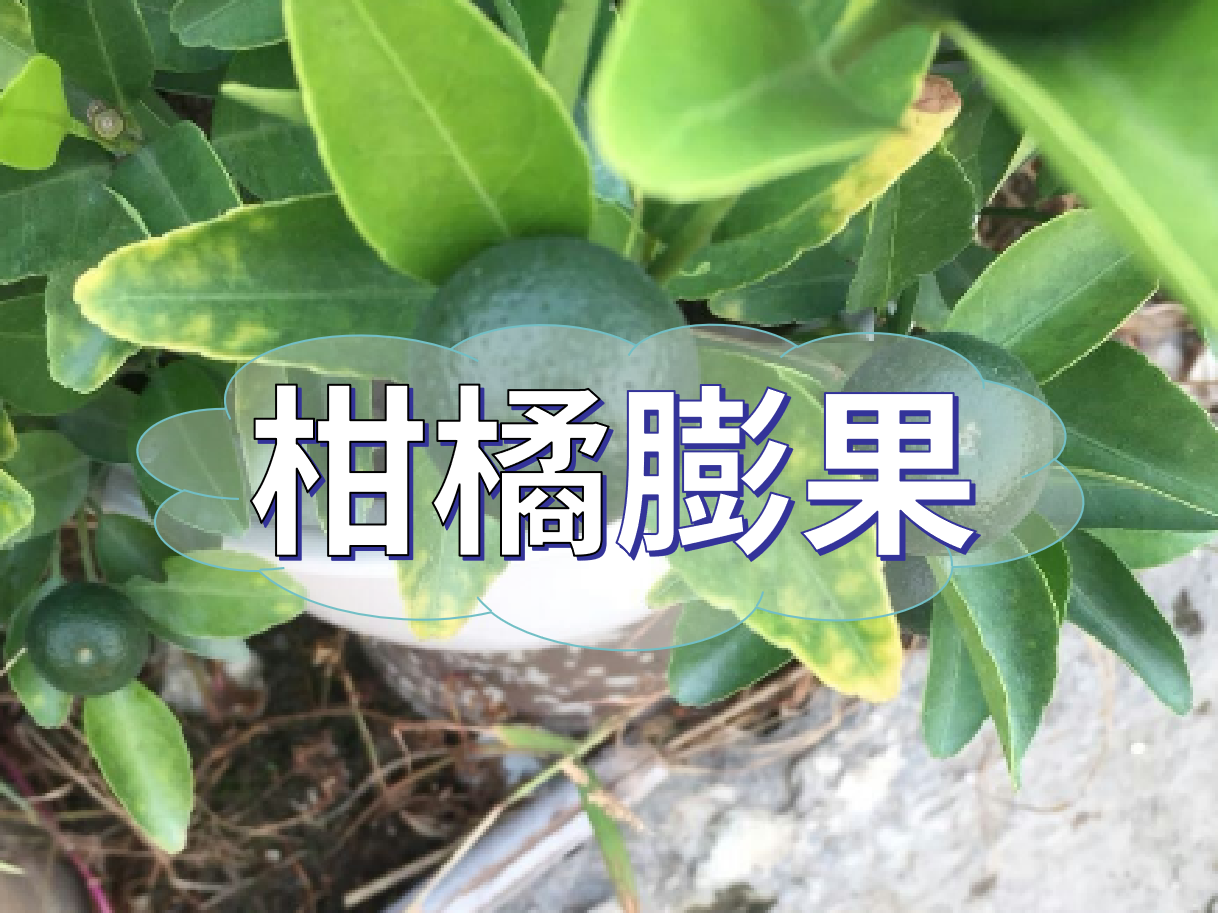 柑橘膨果慢？膨果并非多補鉀這么簡單！