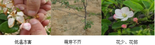 蘋(píng)果營(yíng)養(yǎng)方案