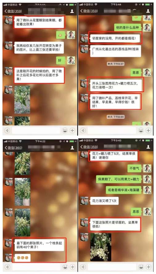 荔枝園連年高產(chǎn)，秘訣在這里