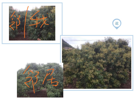 荔枝園連年高產(chǎn)，秘訣在這里