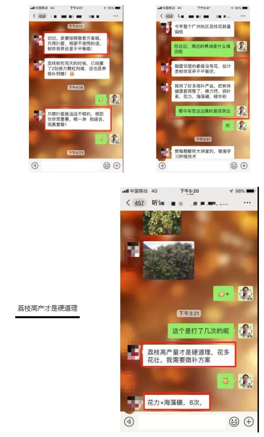 荔枝園連年高產(chǎn)，秘訣在這里