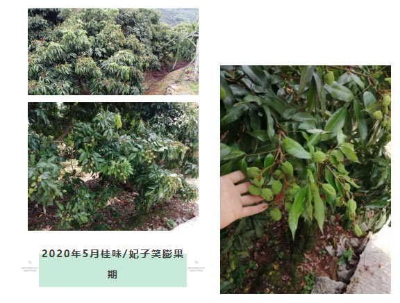 荔枝園連年高產(chǎn)，秘訣在這里