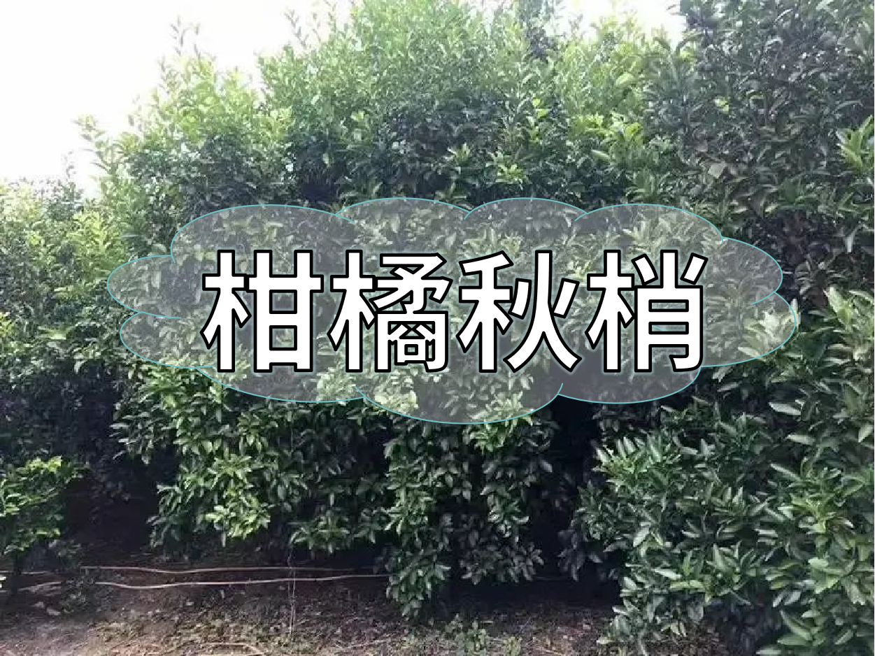 柑橘秋梢老熟期，抓好重點(diǎn)穩(wěn)今年，保明年